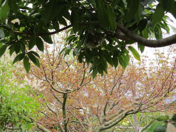 新緑の庭 古民家ギャラリー 懐古庵