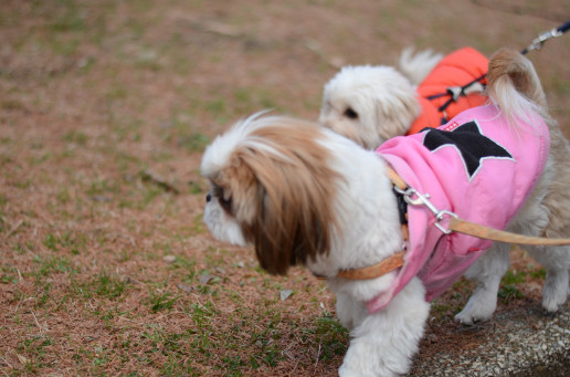 犬友達が遊びに来ました Peki S Holiday