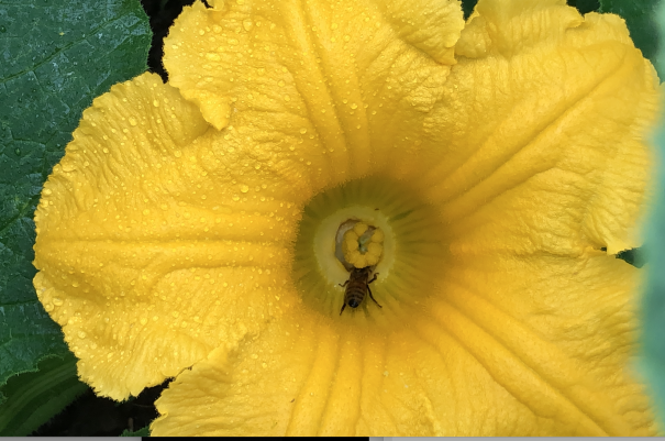 畑の虫 かぼちゃの開花 食文化創志科 耕し日記