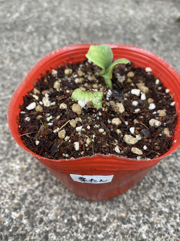 かぼちゃの芽 食文化創志科 耕し日記