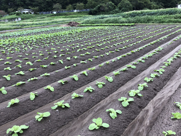 白菜の栽培記録 Day30 大郷の畑 食文化創志科 耕し日記