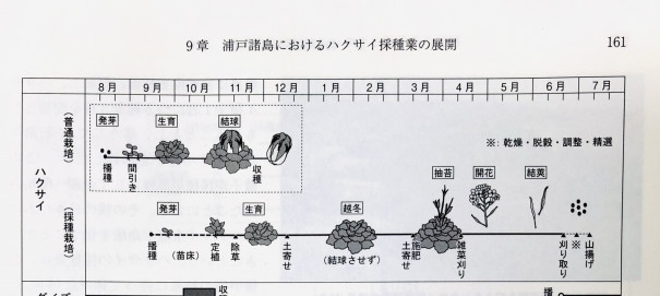 二つの白菜暦 食文化創志科 耕し日記