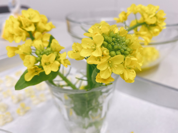 菜の花の砂糖漬け 食文化創志科 耕し日記