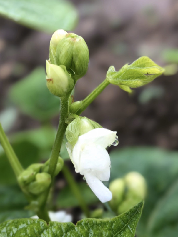 大豆と小豆の花 咲きました 食文化創志科 耕し日記