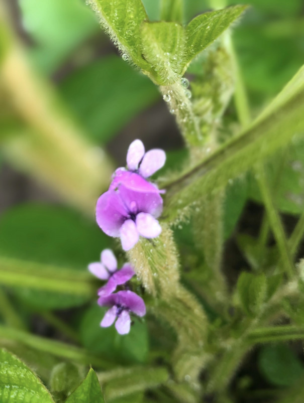 上小豆花 虹