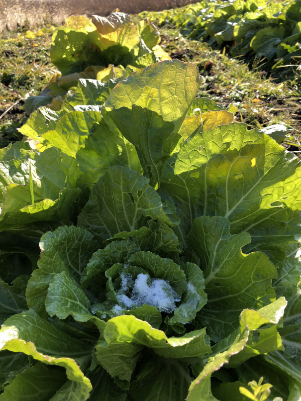 野々島のロゼット白菜 食文化創志科 耕し日記