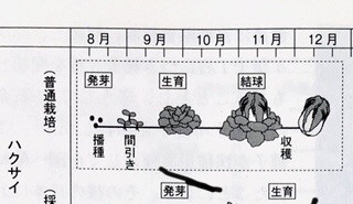 二つの白菜暦 食文化創志科 耕し日記