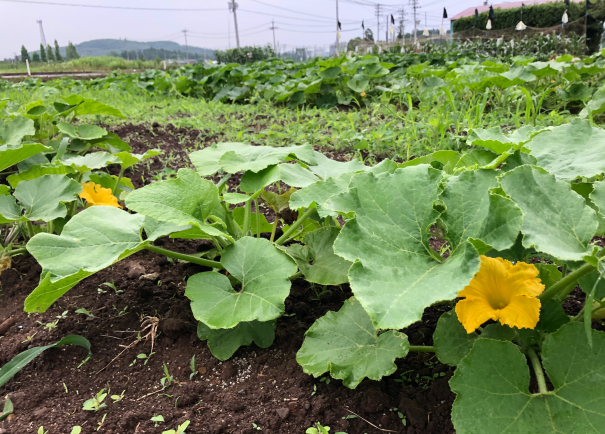 畑の虫 かぼちゃの開花 食文化創志科 耕し日記