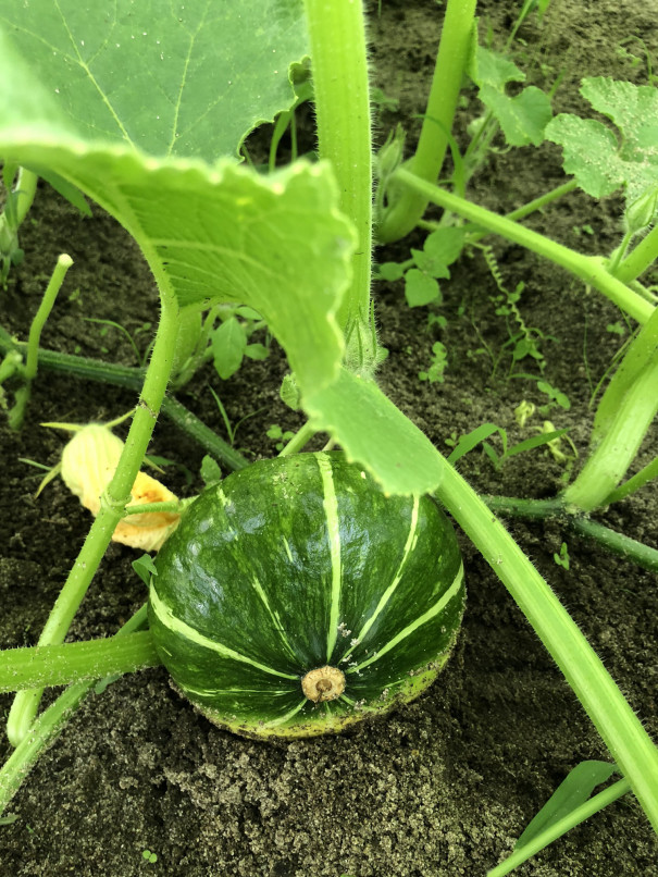 かぼちゃ耕校の畑 7 11 食文化創志科 耕し日記