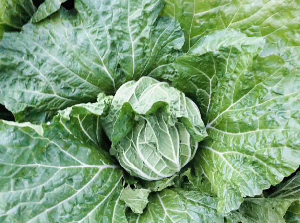 竈 食文化創志科 耕し日記