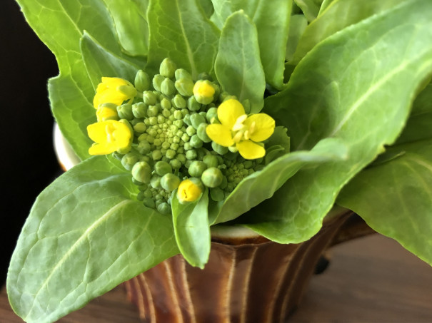 白菜のつぼみ菜 食文化創志科 耕し日記