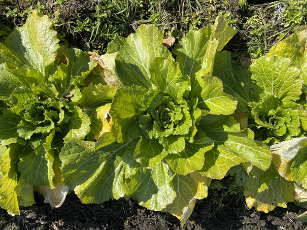 野々島のロゼット白菜 食文化創志科 耕し日記