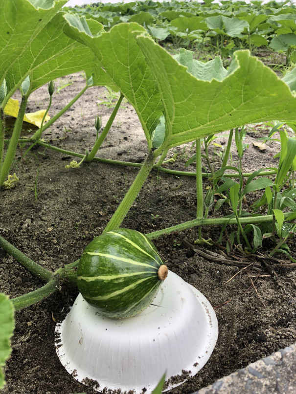 カボチャにざぶとん 食文化創志科 耕し日記