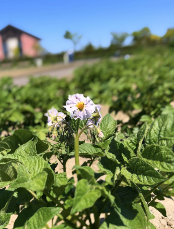 じゃがいもの花 食文化創志科 耕し日記