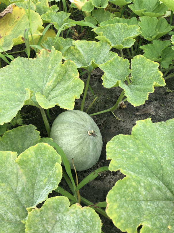 かぼちゃ畑 だんだんと 食文化創志科 耕し日記