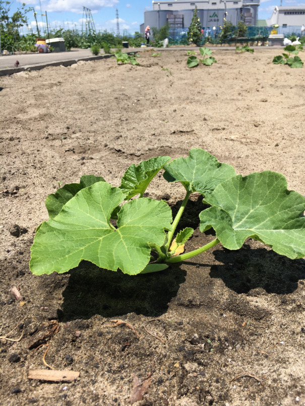 畑のかわいいお友達 食文化創志科 耕し日記