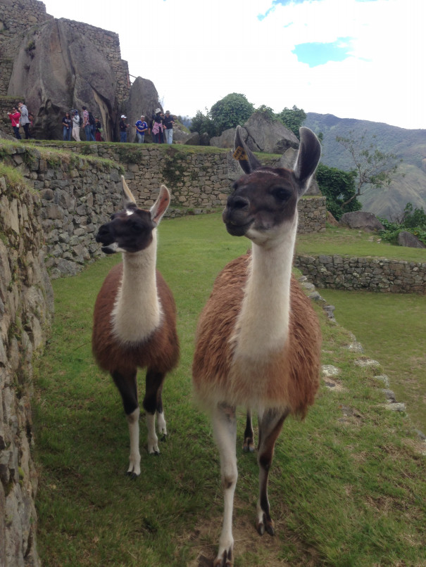 ユーラシアスタッフのほっこり動物図鑑 その4 世界の仲間と私たち 新しい日常と旅への想い