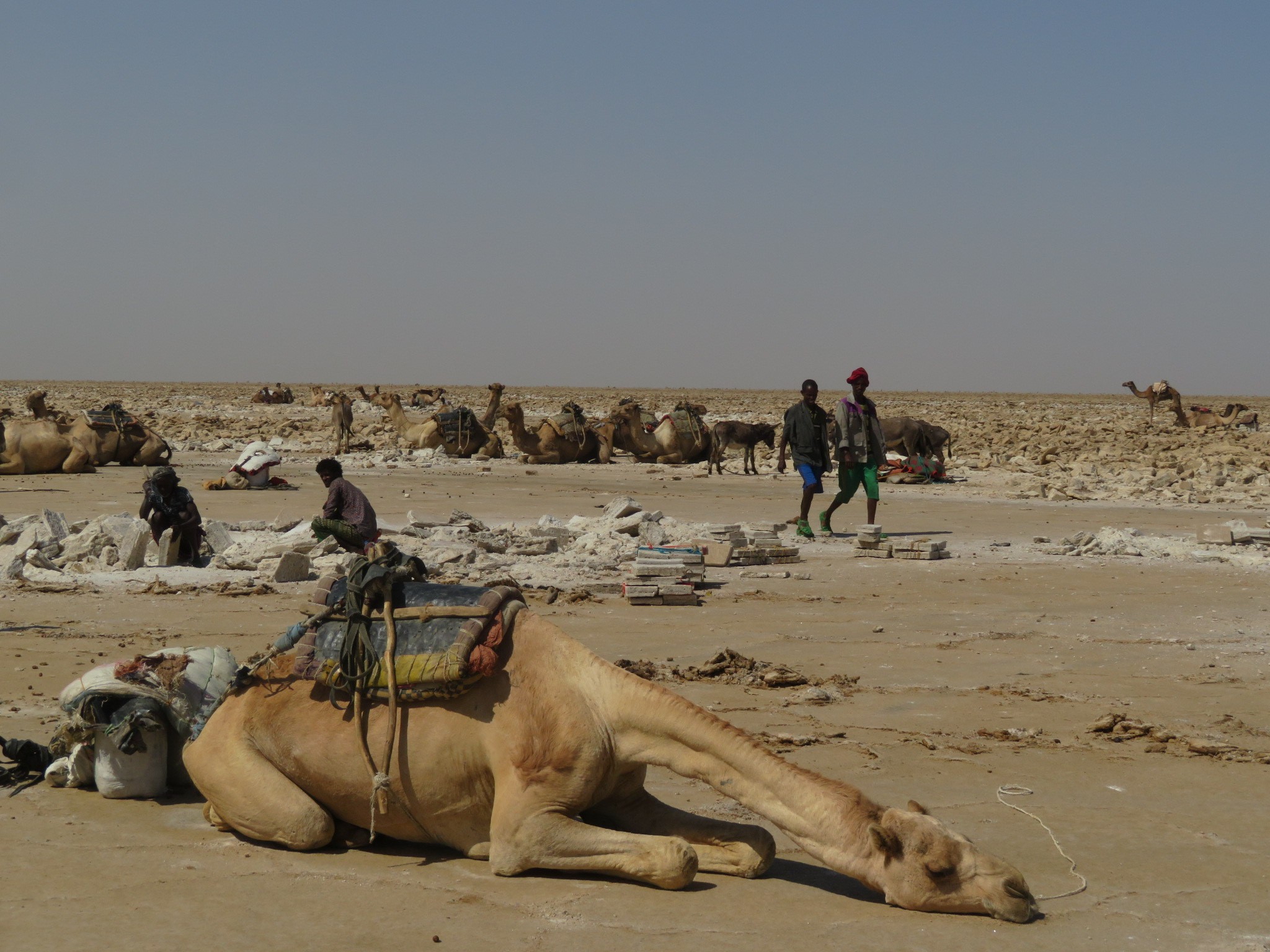 ユーラシアスタッフのほっこり動物図鑑 その5 世界の仲間と私たち 新しい日常と旅への想い