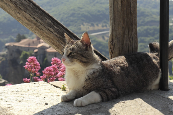 ユーラシアスタッフのほっこり動物図鑑 その3 世界の仲間と私たち 新しい日常と旅への想い