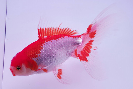 ジャンボオランダビックテール 四国血統 体験民泊 とまこ