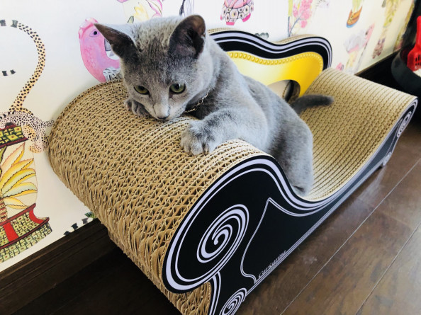 猫夢中 話題のカリカリーナが我が家に 小さくても大きく稼げる繁盛サロンのつくりかた