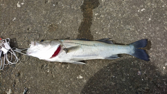 シーバス釣り In 栗山川河口 千葉県の釣りクラブ 徳釣會のサイトへようこそ