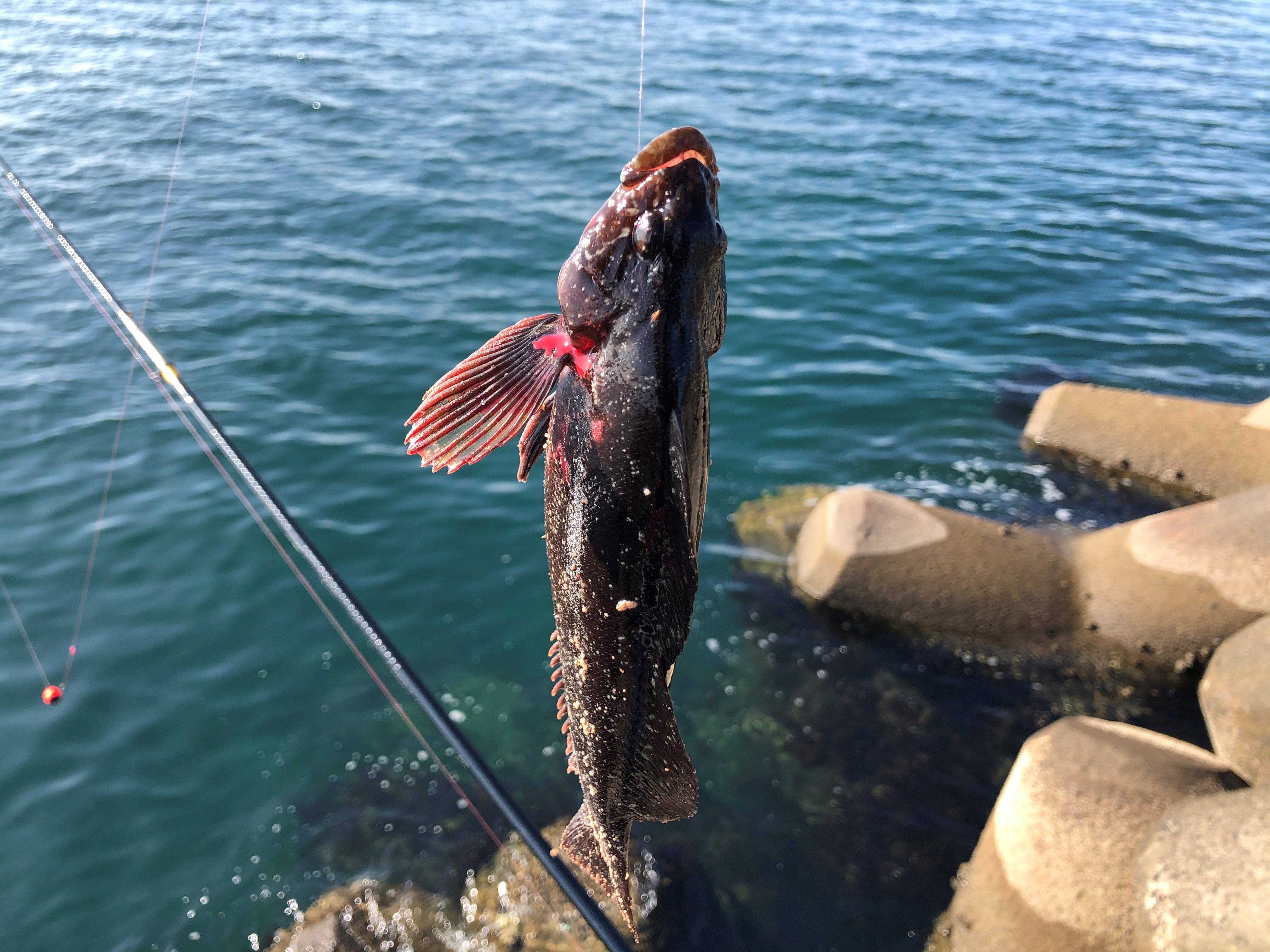 銚子マリーナ大堤防 釣果報告！ | 千葉県の釣りクラブ 徳釣會のサイト