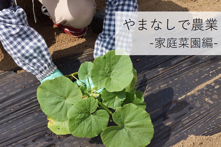 畑貸します。家庭菜園に 約100坪 - 栃木県のその他