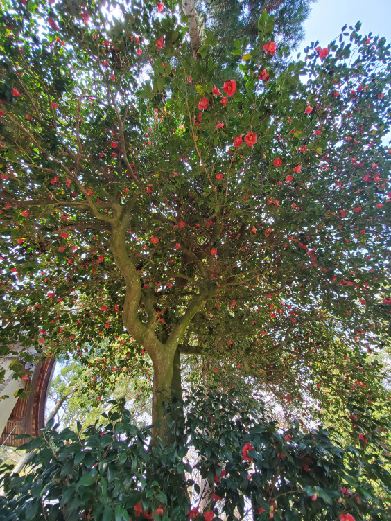 沙羅双樹 Shara No Ki 神化するこころとからだ