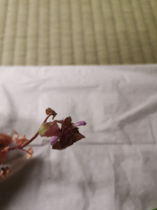 雑草学 ヒメオドリコソウ 芦安ポータル Ashiyasu Portal