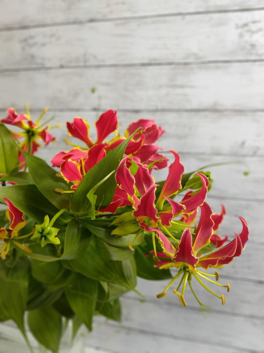 お花を選ぶ フラワーギフト Greens