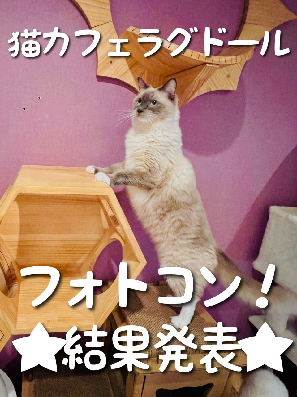 フォトコン結果発表 Catcafe Ragdoll
