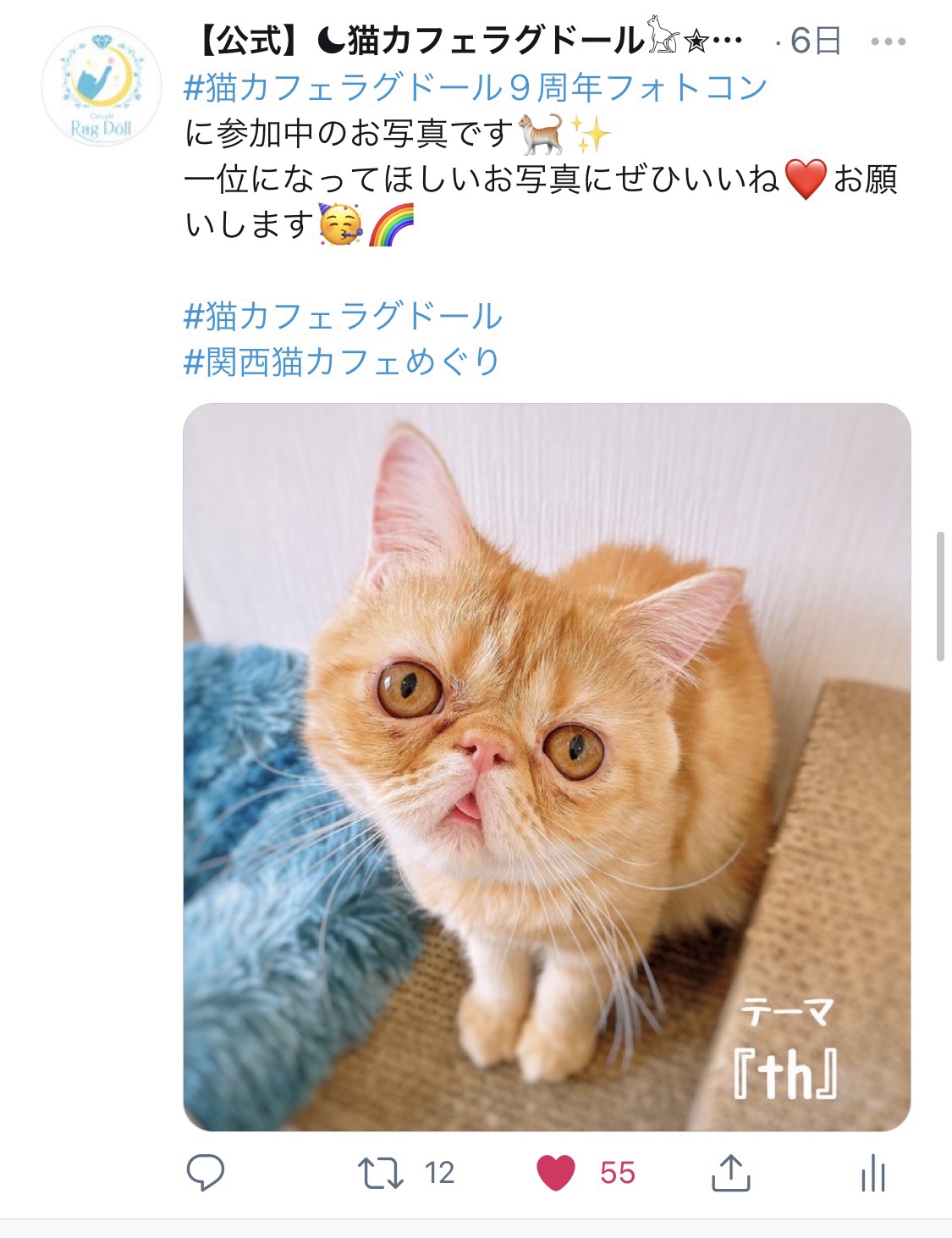 Catcafe RagDoll