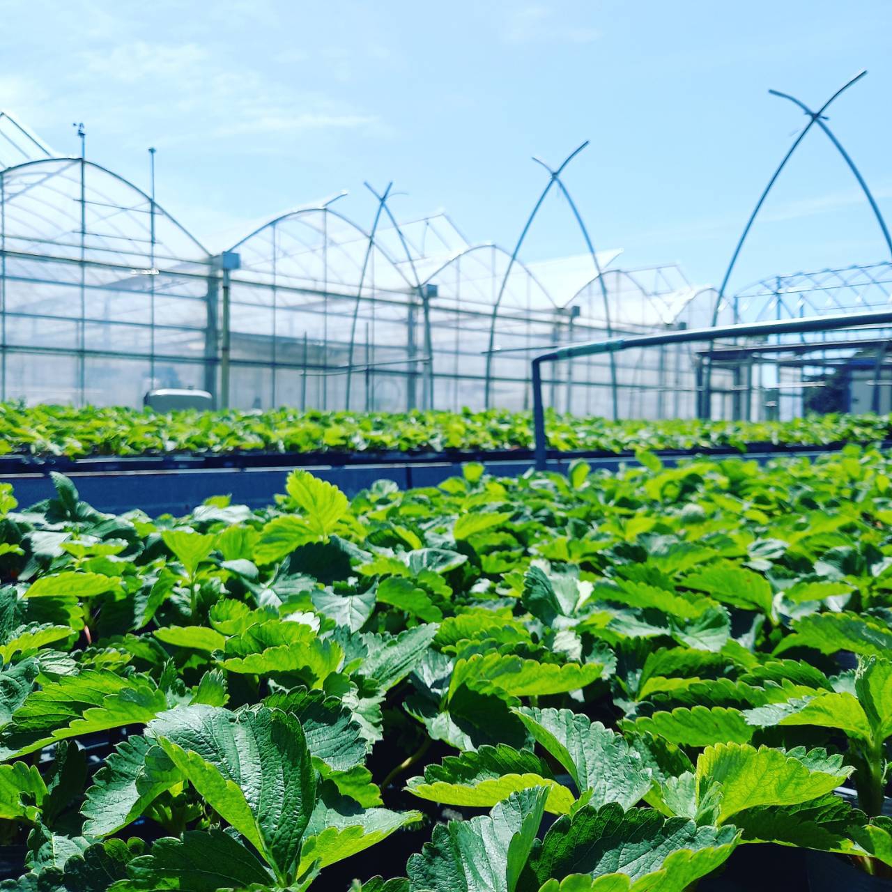 いよいよ定植作業がスタートします🍓 | スタートアグリカルチャーすくも 宿毛市で農業研修