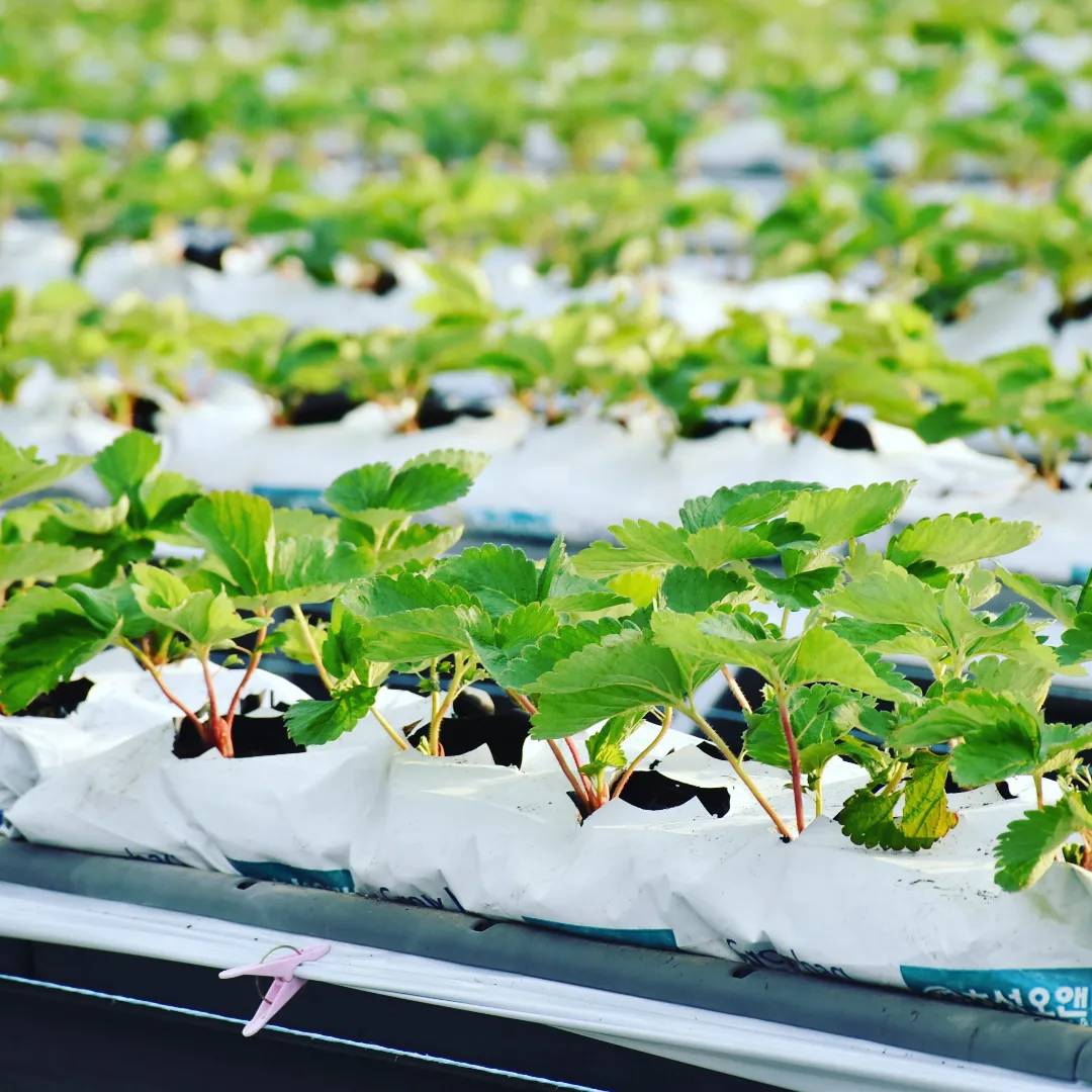 今年も定植作業が無事に終了しました! | スタートアグリカルチャーすくも 宿毛市で農業研修
