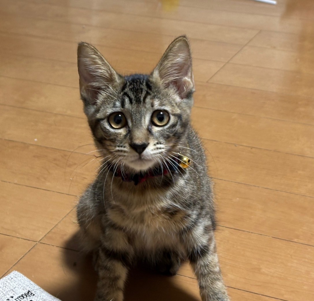 NPO法人にゃん2