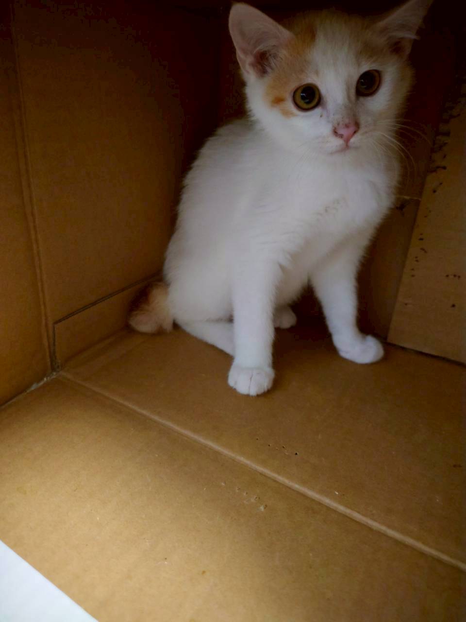 里親募集中の猫 | NPO法人にゃん2