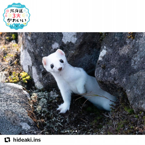 エゾオコジョ 北海道３大かわいい動物 プロジェクト