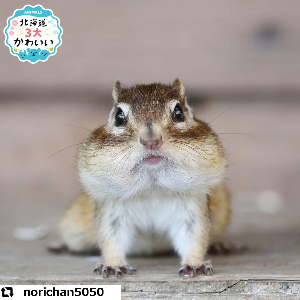 今日の1枚 エゾシマリス 北海道３大かわいい動物 プロジェクト