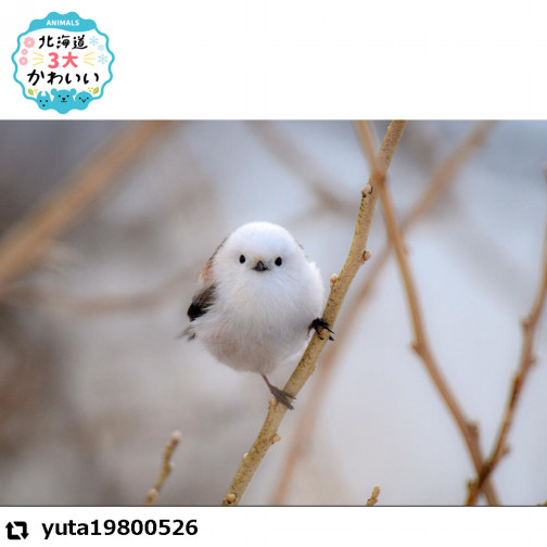 今日の1枚 シマエナガ 北海道３大かわいい動物 プロジェクト