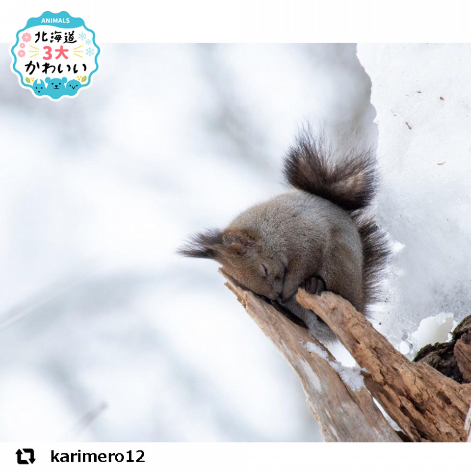 3月1週目 北海道３大かわいい動物 プロジェクト