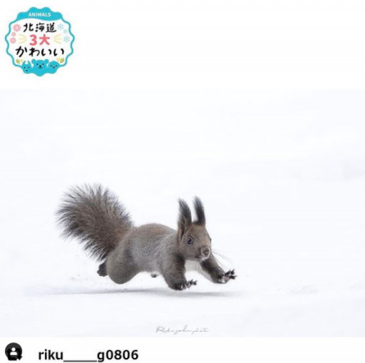 北海道３大かわいい動物 プロジェクト