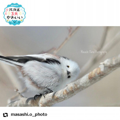 北海道３大かわいい動物 プロジェクト