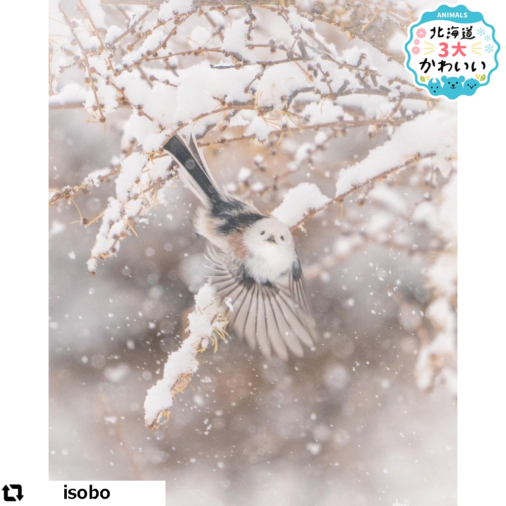 今日の1枚 シマエナガ 北海道３大かわいい動物 プロジェクト