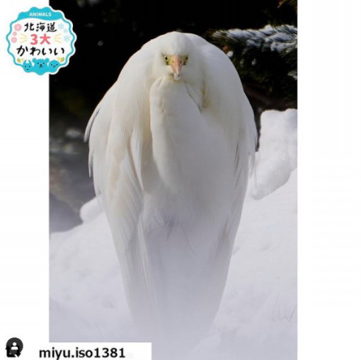 北海道3大かわいい動物 プロジェクト 北海道3大かわいい動物 プロジェクト