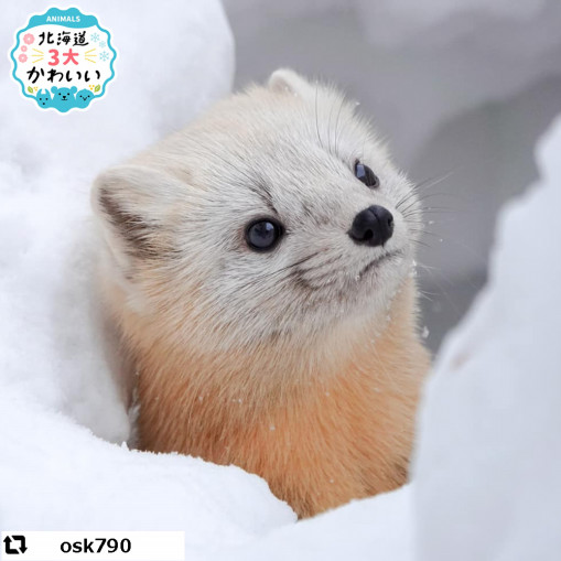 エゾクロテン 北海道3大かわいい動物 プロジェクト エゾクロテン 北海道3大かわいい動物 プロジェクト