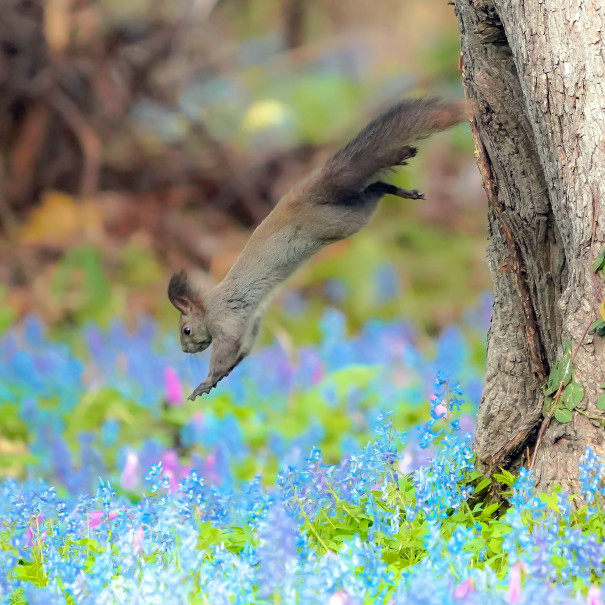 エゾリス 北海道３大かわいい動物 プロジェクト