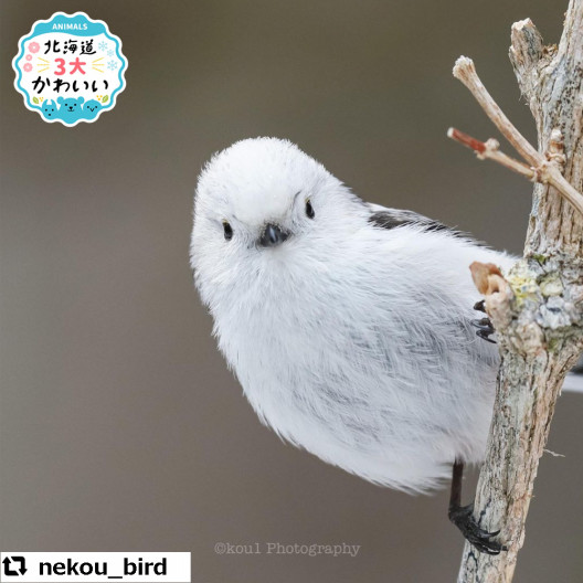 北海道３大かわいい動物 プロジェクト