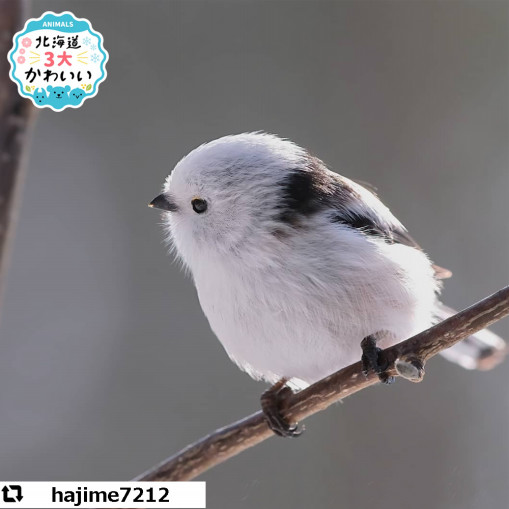 ダウンロード済み かわいい 壁紙 シマエナガ 無料の写真 壁紙のイラスト ダウンロード済み かわいい 壁紙 シマエナガ 無料の写真 壁紙のイラスト