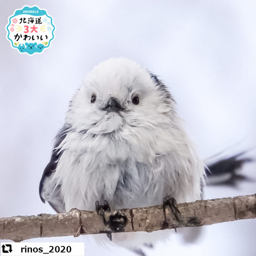 北海道３大かわいい動物 プロジェクト